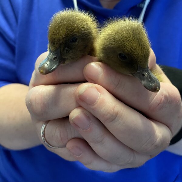 Image of Ducklings in Reception